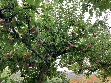Fresh Apples