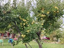 Fresh Apples - Photo 2