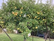 Fresh Apples - Photo 3