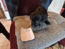 Dachshund puppies