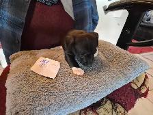 Dachshund puppies - Photo 2