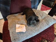 Dachshund puppies - Photo 3