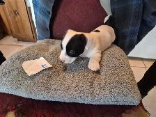 Dachshund puppies - Photo 4