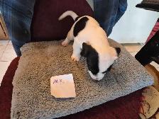 Dachshund puppies - Photo 5
