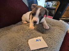 Dachshund puppies - Photo 6
