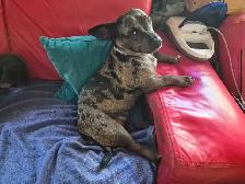 Dachshund puppies - Photo 7