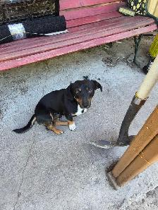 Dachshund puppies - Photo 8