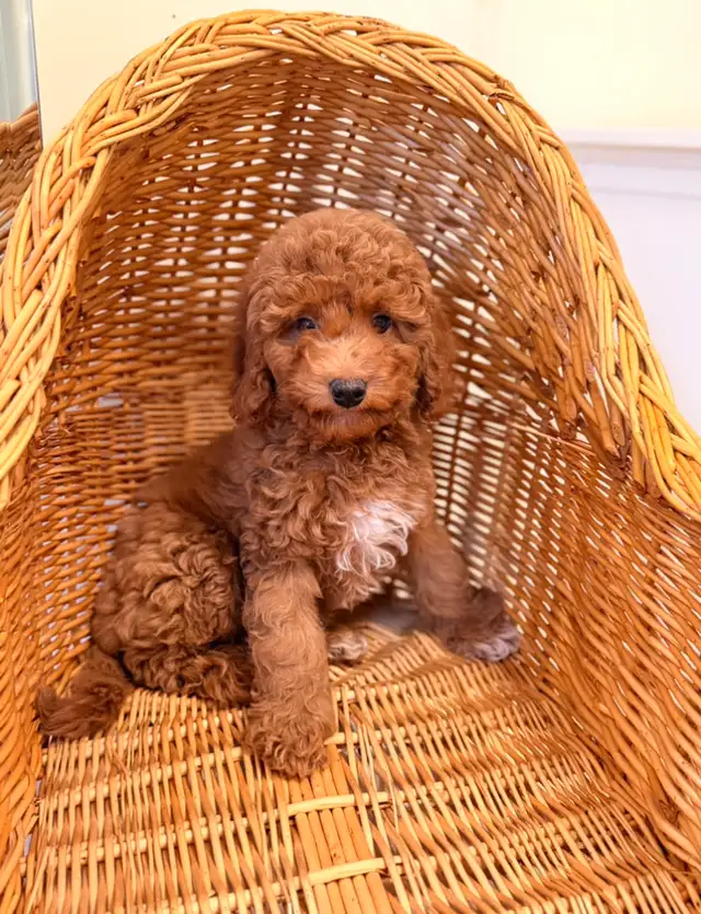 Mini poodle puppies