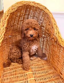 Mini poodle puppies