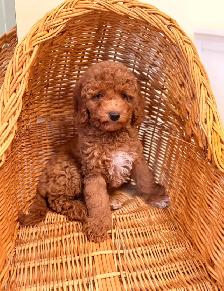 Mini poodle puppies - Photo 2
