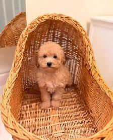 Mini poodle puppies - Photo 3