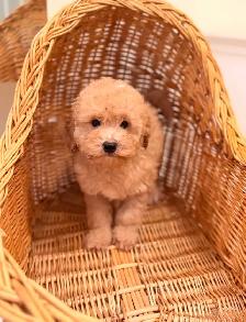 Mini poodle puppies - Photo 4