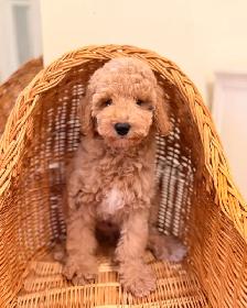 Mini poodle puppies - Photo 5