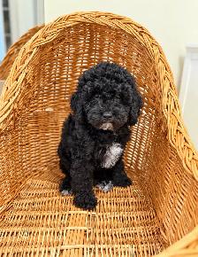 Mini poodle puppies - Photo 6