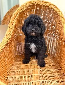 Mini poodle puppies - Photo 7