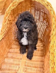 Mini poodle puppies - Photo 8