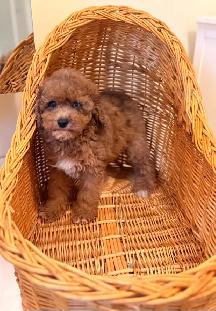 Mini poodle puppies - Photo 9