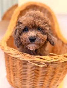 Mini poodle puppies - Photo 10