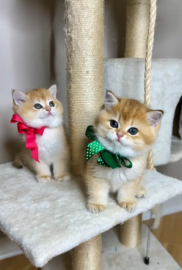 British Golden  Chinchilla Shorthair Kitten