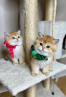 British Golden  Chinchilla Shorthair Kitten