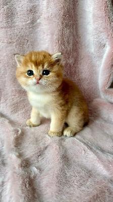 British Golden  Chinchilla Shorthair Kitten - Photo 2