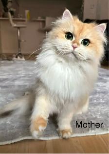 British Golden  Chinchilla Shorthair Kitten - Photo 3