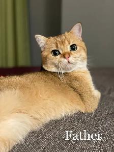 British Golden  Chinchilla Shorthair Kitten - Photo 4