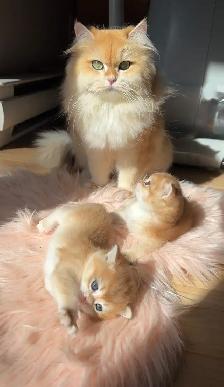 British Golden  Chinchilla Shorthair Kitten - Photo 5