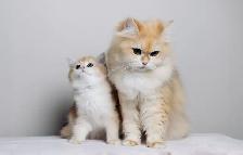 British Golden  Chinchilla Shorthair Kitten - Photo 6