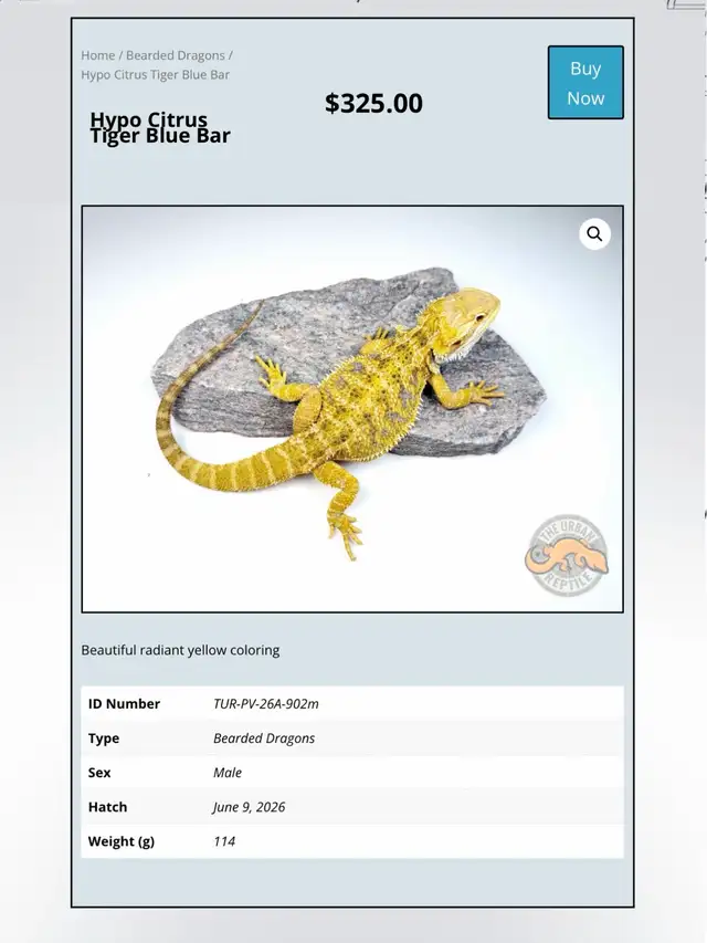 BEARDED DRAGONS - Top quality - Great price!