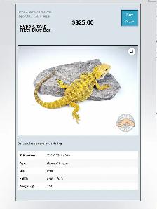 BEARDED DRAGONS - Top quality - Great price!
