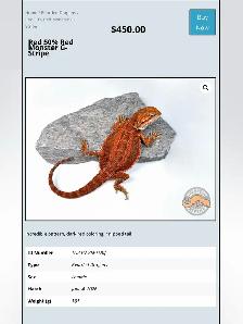 BEARDED DRAGONS - Top quality - Great price! - Photo 2