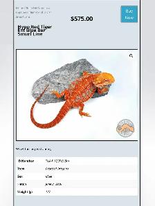BEARDED DRAGONS - Top quality - Great price! - Photo 3