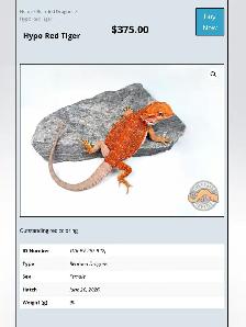 BEARDED DRAGONS - Top quality - Great price! - Photo 4
