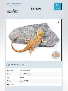 BEARDED DRAGONS - Top quality - Great price! - Photo 5