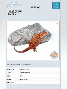 BEARDED DRAGONS - Top quality - Great price! - Photo 6