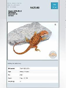 BEARDED DRAGONS - Top quality - Great price! - Photo 7