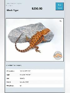 BEARDED DRAGONS - Top quality - Great price! - Photo 8