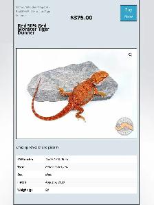 BEARDED DRAGONS - Top quality - Great price! - Photo 9