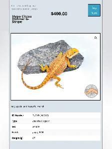 BEARDED DRAGONS - Top quality - Great price! - Photo 10