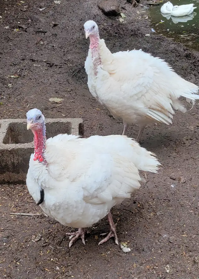 THANKSGIVING TURKEY $4.50/ LB