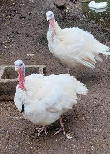 THANKSGIVING TURKEY $4.50/ LB