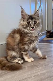 Stunning Maine Coon Kittens: Ready Now   November - Photo 3