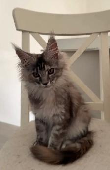 Stunning Maine Coon Kittens: Ready Now   November - Photo 5