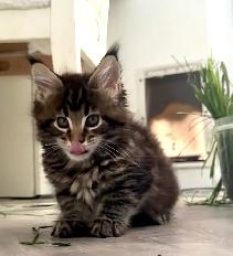 Stunning Maine Coon Kittens: Ready Now   November - Photo 7