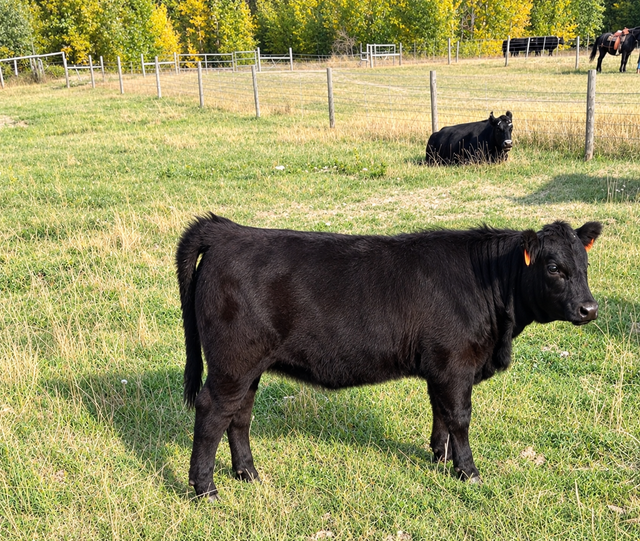 Angus-Cross Heifer Calf