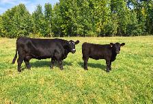 Angus-Cross Heifer Calf - Photo 2