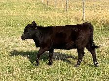 Angus-Cross Heifer Calf - Photo 3