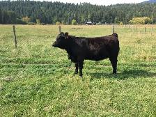 Angus-Cross Heifer Calf - Photo 4