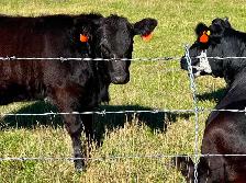 Angus-Cross Heifer Calf - Photo 5